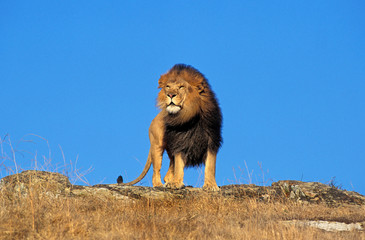 LION D'AFRIQUE panthera leo