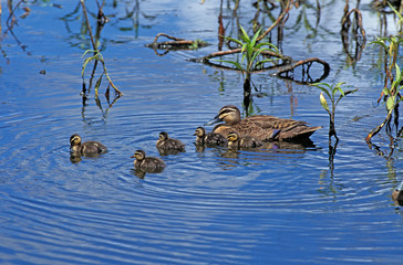 CANARD A SOURCILS anas superciliosa