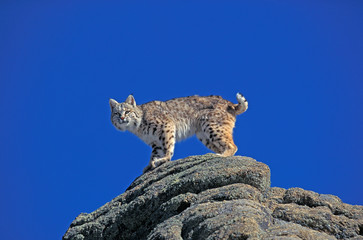 LYNX ROUX BOBCAT lynx rufus