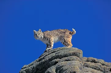 Fotobehang Lynx LYNX ROUX BOBCAT lynx rufus  © slowmotiongli