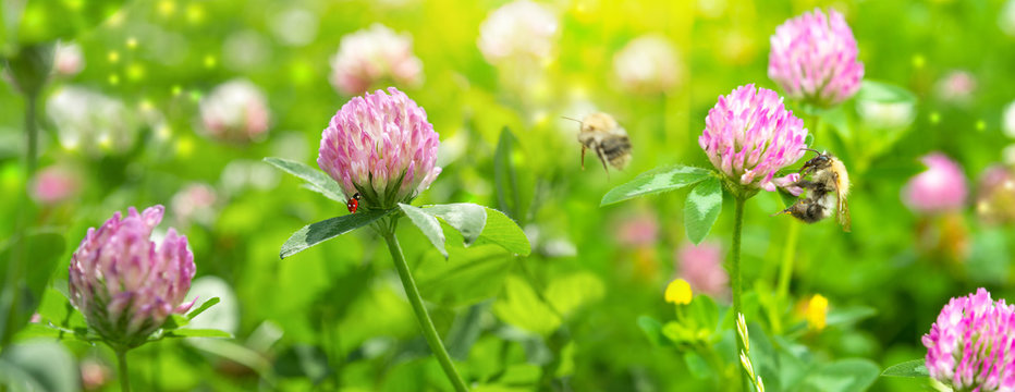 Beautiful spring wild meadow clover flowers, pink and green colors in sun light with bee, ladybug, macro. Soft focus nature background. Delicate pastel toned image. Nature floral springtime. High key