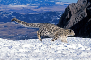 PANTHERE DES NEIGES  uncia uncia