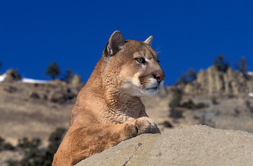 PUMA puma concolor