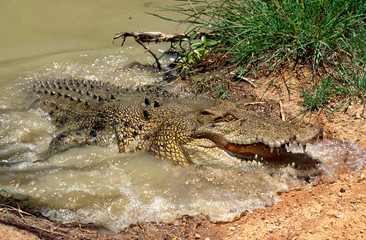 CROCODILE MARIN crocodylus porosus