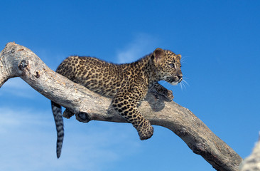 PANTHERE LEOPARD panthera pardus