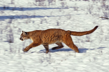 PUMA puma concolor