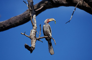 CALAO A BEC JAUNE tockus flavirostris