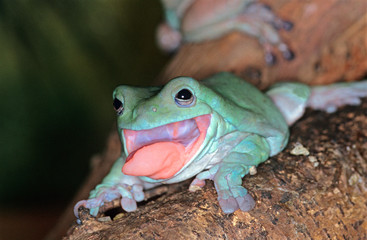 RAINETTE  DE WHITE litoria caerulea