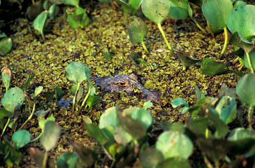 CAIMAN JACARE caiman latirostris