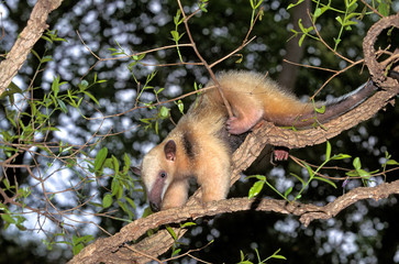 TAMANDUA tamandua tetradactyla