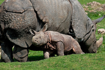 RHINOCEROS INDIEN rhinoceros unicornis