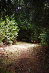 A dirt trail with roots in a wild forest in the Rhodope mountains in Bulgaria. Brown mountain trail through spruce forest