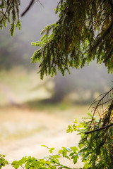 Natural frame made of spruce branches. Dirt road framed by fir trees