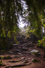 A dirt trail with roots in a wild forest in the Rhodope mountains in Bulgaria. Brown mountain trail through spruce forest
