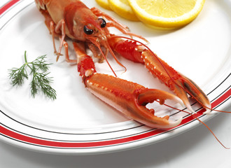 LANGOUSTINE