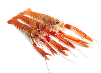 LANGOUSTINE