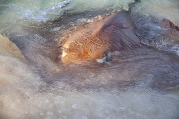 Stingrays dangerous animals on the beach at Maldives