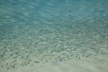 shoal of small fish on the beach