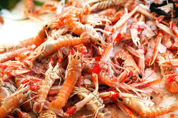 LANGOUSTINE