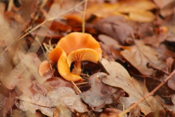 mushroom in forest