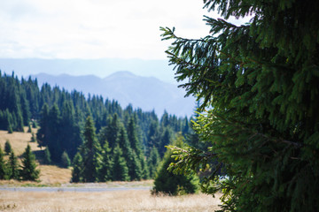 A dirt trail with roots in a wild forest in the Rhodope mountains in Bulgaria. Brown mountain trail through spruce forest