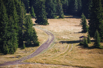 A dirt trail with roots in a wild forest in the Rhodope mountains in Bulgaria. Brown mountain trail through spruce forest