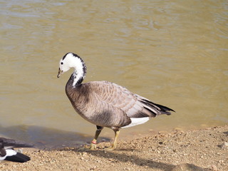 Wild Ansar on the shore by the lake