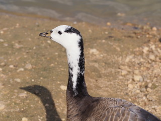 Wild Ansar on the shore by the lake