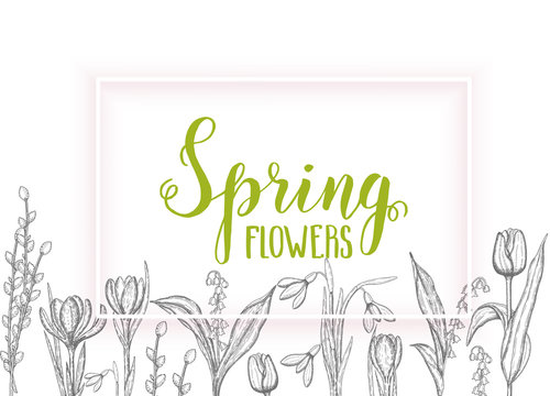 Spring background with hand drawn monochrome flowers lilies of the valley, tulip, snowdrop, crocus - isolated on white. Hand made lettering- Spring flowers