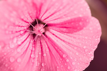 Pink hollyhock flower, dew drops on the stamens and the petals of a flower macro shot - 320751493