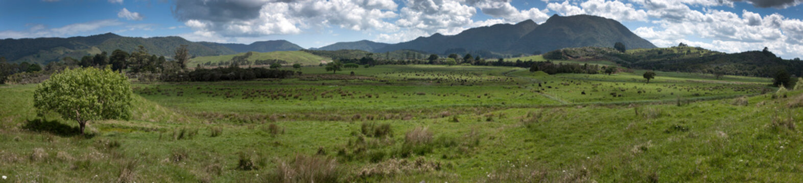 Awaroa road Northland New Zealand. herekino forest. Panorama
