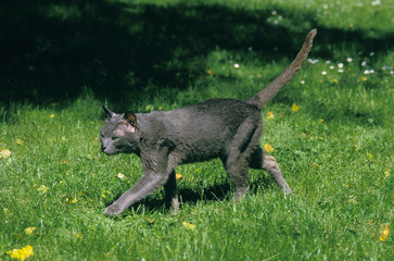 KORAT