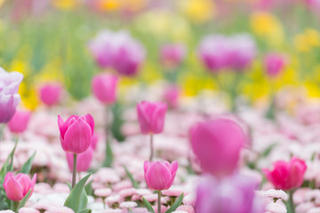 Single Late Tulips and Single Early Hybrid Tulips in purple and pink colors - beautiful mixture of flowers