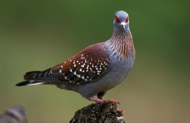 PIGEON