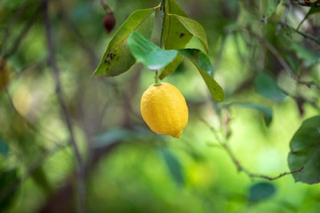 Organic lemon tree