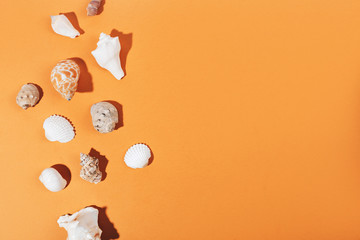 Seashell collection isolated on white background