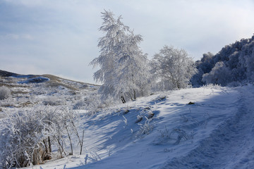 Beautiful winter landscape. Trees in a white snowy early cold morning on a plateau.