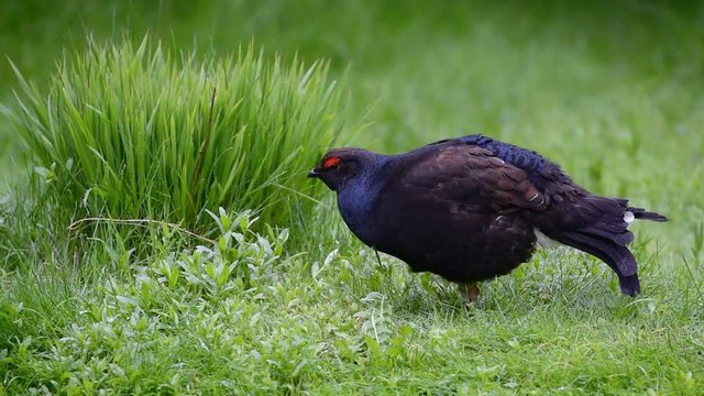 Black grouse (Lyrurus tetrix / Tetrao tetrix) male foraging in grassland in spring