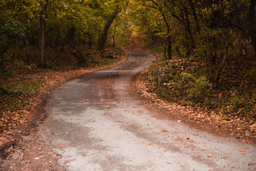 Golden autumn road through the forest. Yellow fallen leaves on a rocky road, trees create a tunnel of branches