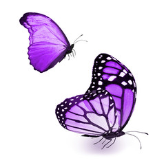 Color butterflies , isolated on white background