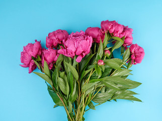 bouquet of red peonies with green leaves on a blue background