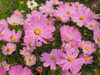 Obraz na płótnie Canvas Beautiful many pink garden cosmos flower blossom in garden with nature blurred background.
