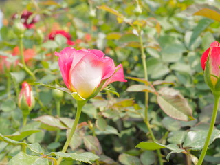 Pink rose flower blossom blooming on branch in garden with green nature blurred background.  