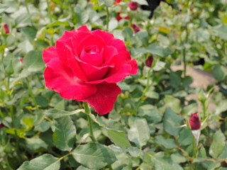 Red rose flower blossom blooming on branch in garden with green nature blurred background.