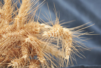 Obraz premium Golden ears of wheat on the background. Macro image.