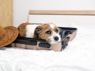 Kleiner Mischlingshund schläft in einem leeren Koffer auf einem Bett mit weißer Bettwäsche,...
