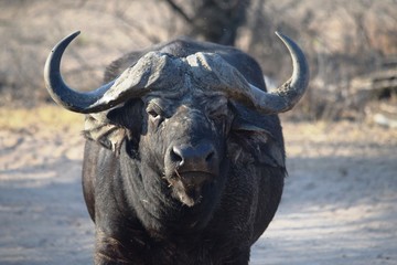 Fototapeta premium Closeup of a huge African buffalo in Kruger National Park