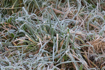 Frosted grass in a garden during winter