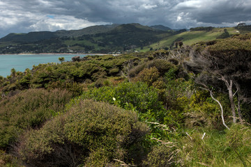 Fototapeta na wymiar Arai te Uru Hokianga River New Zealand. Martins Bay