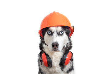 Funny husky dog worker in builder helmet and headphone to ear protection close up
